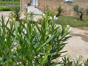 Les oliviers appartement