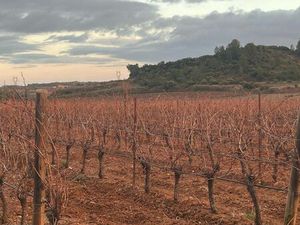 Vignes