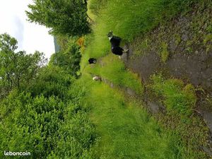 Terrain pour caravane