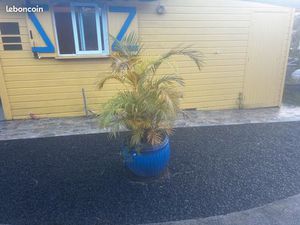 Location F2 appartement Lamentin