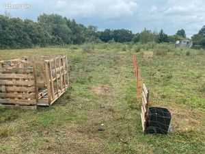 Terrain pour animaux