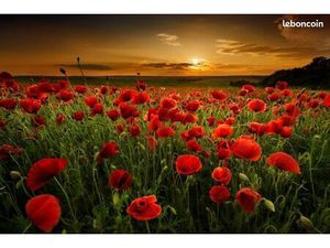 Terrain 696 m² Aiglemont