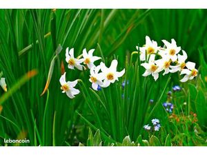 Terrain 696 m² Aiglemont