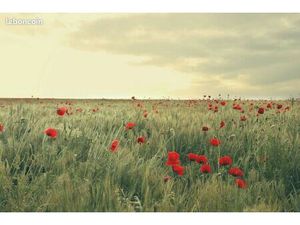 Terrain 1 296 m² Guignicourt Sur Vence