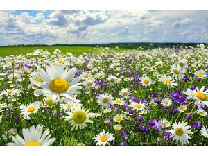 Terrain 846 m² Vrigne Aux Bois