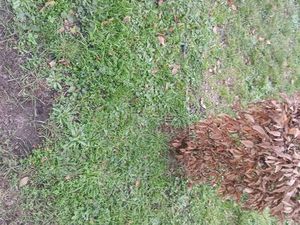 Terrains boisés 9825 m2