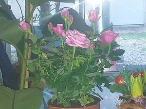 Foret puit etang achat