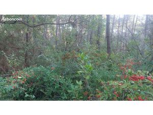 Terrain forêt puits etang demande