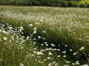 Terrain 475 m² Avoine