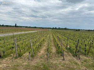 Vend terrain VIGNES