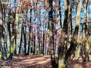 Recherche parcelles de bois forêt