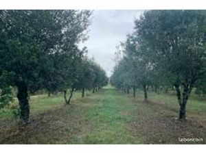 Terrain boisé truffière