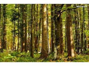 Vente terrains boiser (non constructible)