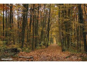 Recherche forêt / bois de chênes – Plateau d’Albion