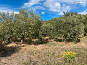 Verger oliviers lucques