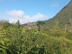 Vend terrain a la plaine des palmistes