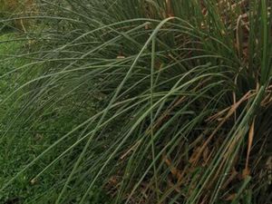 TERRAIN à vendre -FROSSAY -44