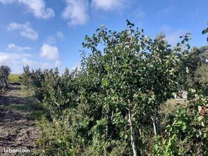 Terrain + verger ab 6500 m²