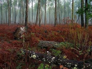 Propriété Forestière de 56 Hectares