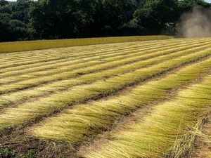 Mise a disposition terre à lin