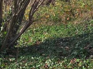 Terrain constructible 1200 m2 Saint Amant