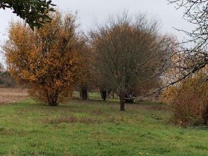 Maison plain-pied - tout confort -dépendances - grand terrain arboré - verger - jardin fle