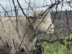 Recherche hangar bâtiment pâture