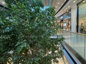 Vente local commercial 180m2 Saint-Pierre-d'Irube 64990 - 487800 € - Surface Privée