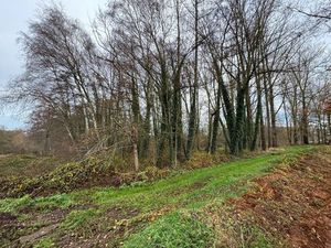 Bosgronden te Lummen