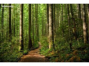 Recherche parcelles forestières  Boisés  Foret – secteur Marcorens (Ballaison)