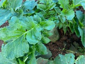 Terrain agricole pour maraîcher