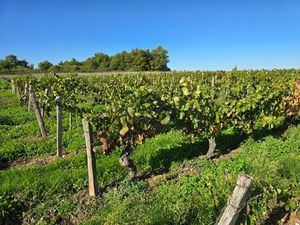 Parcelle de vigne Aoc Châteaumeillant à vendre 8 490 m2 de Gamay planté en