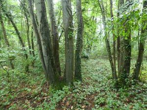 Propriété de loisirs à vendre