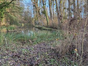 Peupleraie  bois  forêt 6ha76