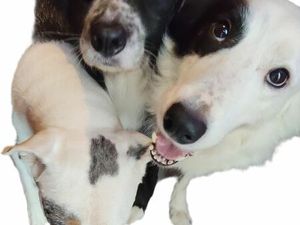 Recherche location maison acceptant les chiens