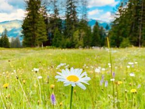 Cherche terrain agricole
