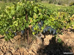 Vigne Carignan