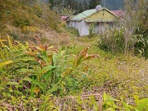 Terrain Plaine des Palmistes