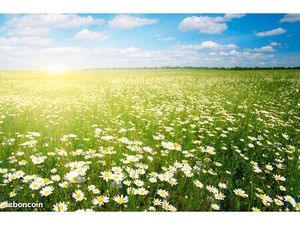 Terrain 636 m² Libourne