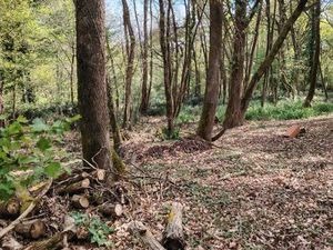 Parcelle de bois recherche