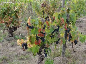 Terrain avec Vigne Chambourg sur Indre  Chanceaux près Loches  Perrusson  Loches 37310  37