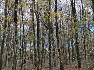 Parcelle de bois Fondettes