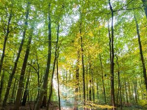 Recherche parcelle forêt