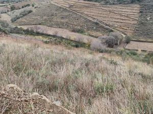 Terrain agricole avec oliviers – 5 945 m² – Accès route et chemins