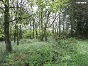 Recherche terrains bois/forets