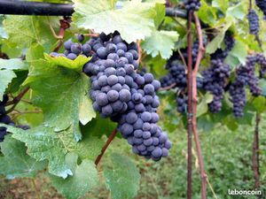 Parcelles vignes AOP Côtes du Rhône rouge