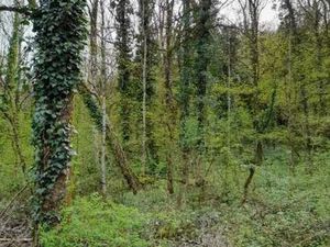 Parcelle de bois forêt