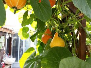 VENTES immobilière maison