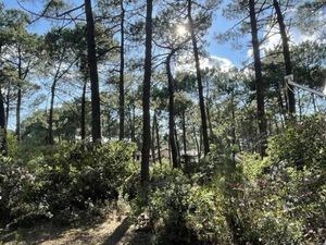 Terrain 1 400 m² Lacanau