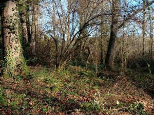 Parcelles boisées sur 1 7 hectares a Anoye